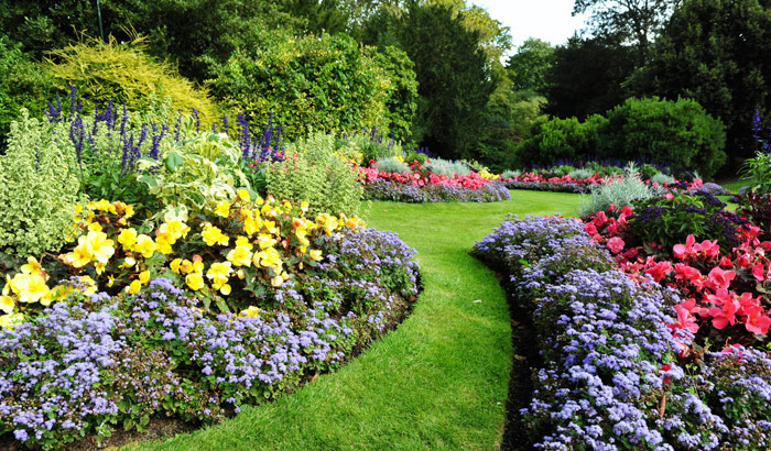 This is an image of flowers in the garden 